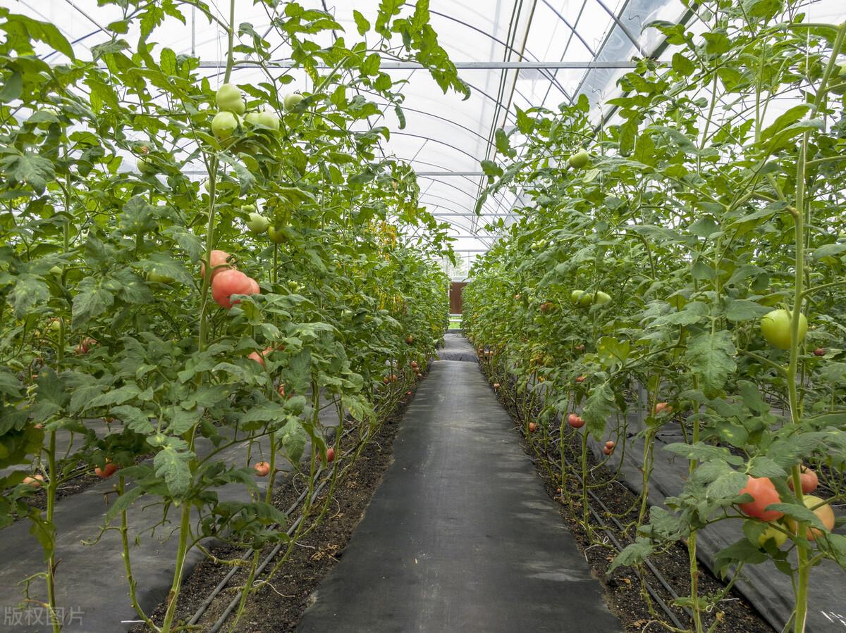 蔬菜大棚的搭建方法有哪些，蔬菜大棚的搭建方法有哪些图片（大棚蔬菜的土壤管理）