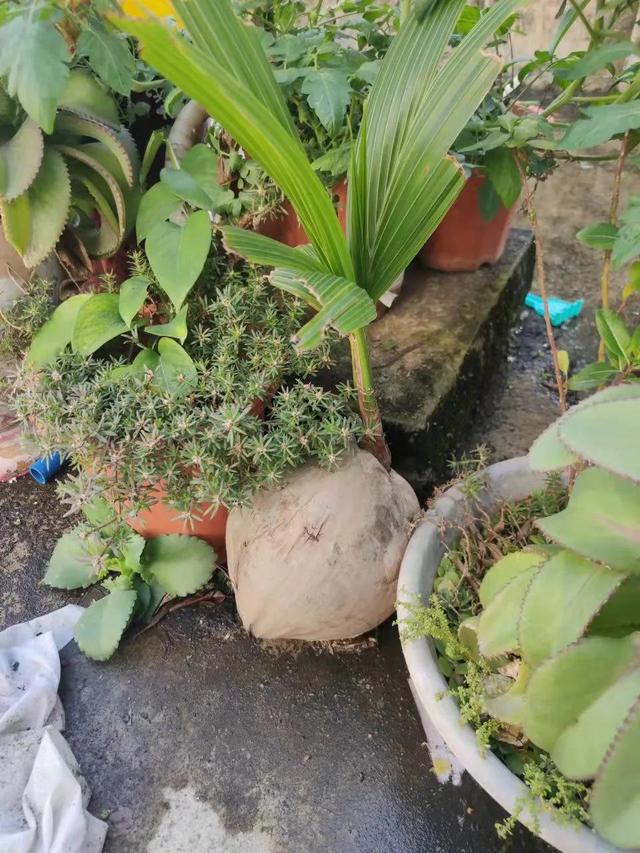 椰子里面的白色果肉可以吃吗，椰子肉能吃吗（椰宝是什么）