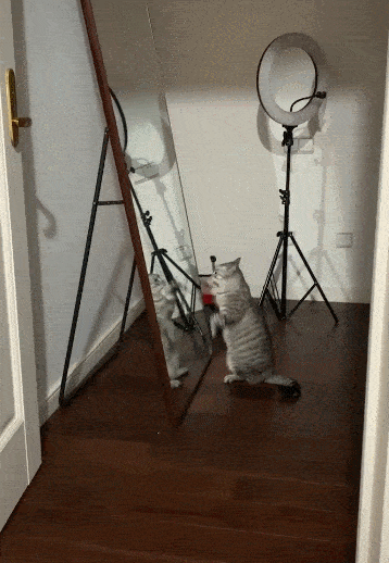 美短猫的优点与缺点，美短猫优点VS缺点