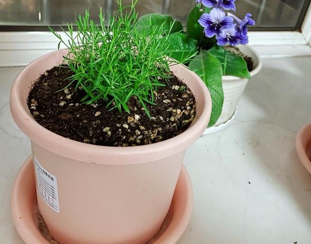 满天星的养殖方法和注意事项，花朵繁多、开成花球、简单美好