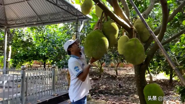 菠萝蜜的核可以发芽种植吗，怎么发芽栽种菠萝蜜核（看完就知道好不好种了）