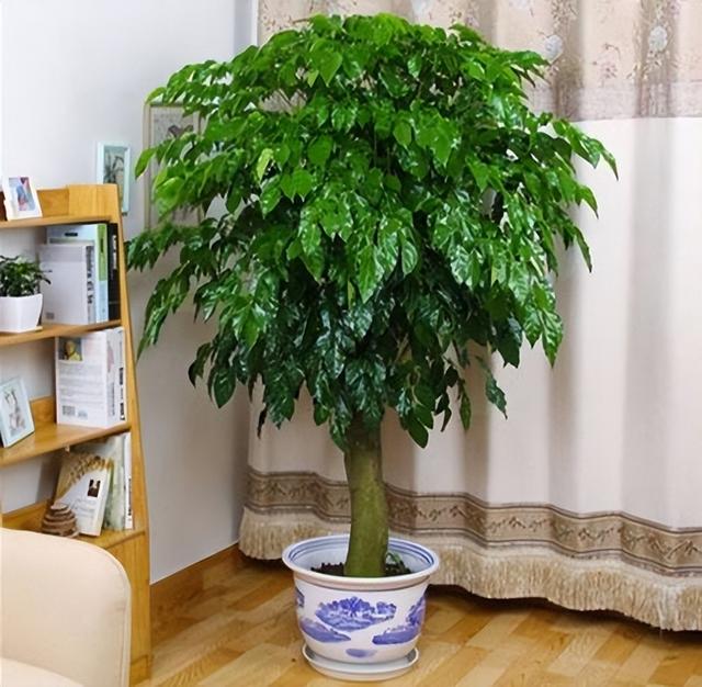 最适合客厅的十大植物，吉利又能吸“废气”