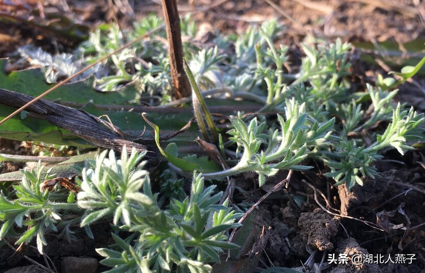 秋季野菜大全帶圖片(食用野菜圖片介紹大全)-娛宸網