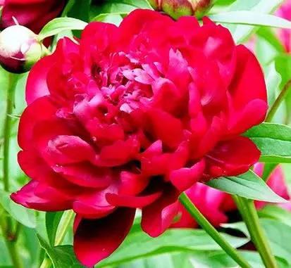 鲜花图片，鲜花图片下载 免费（分享图片：60款精美花卉图）