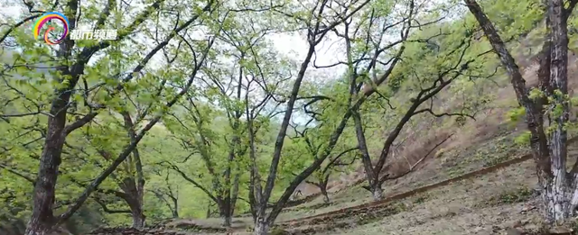 核桃花怎么吃最好，核桃花怎么吃（核桃花绽放 尝鲜正当时）