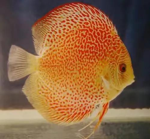 100多种神仙鱼欣赏，鳕鱼图片大全