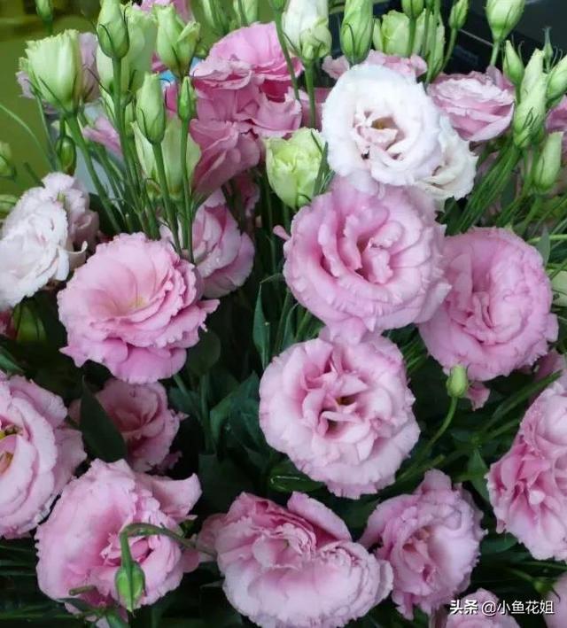 母亲节送什么花，母亲节送什么花最适合（能送给母亲的花不只是康乃馨）