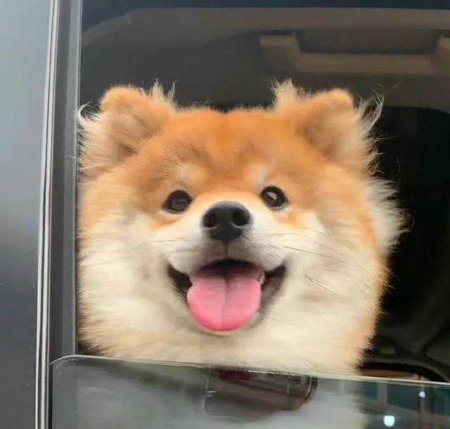 可爱漫画小狗头像微信，可爱漫画小狗头像（治愈系小柴狗头像）