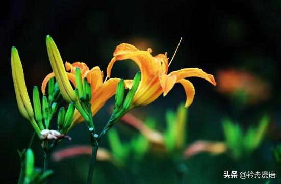 萱草花的花语和寓意，萱草花的花语和寓意图片（萱草的花语：永远爱你）