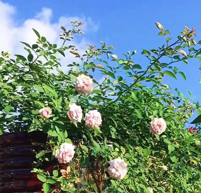 唯美花朵，唯美花朵图片（唯美清新的花朵图片）