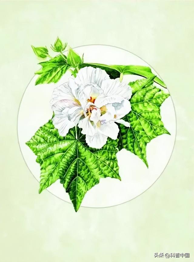 各个省份市花，这种花竟然会“变脸”