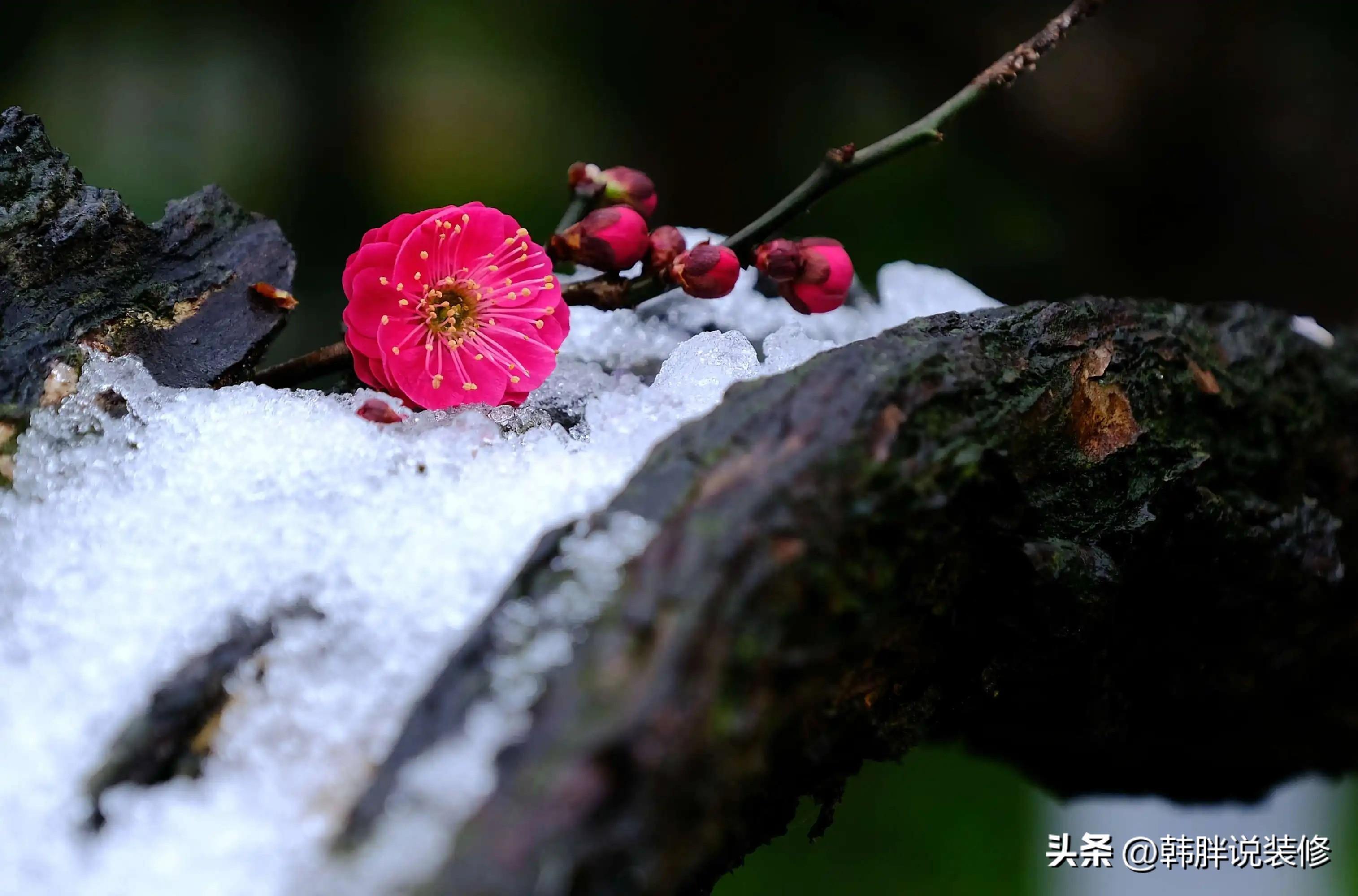 梅花有什么象征意义,"家中栽6树 - 玉三网