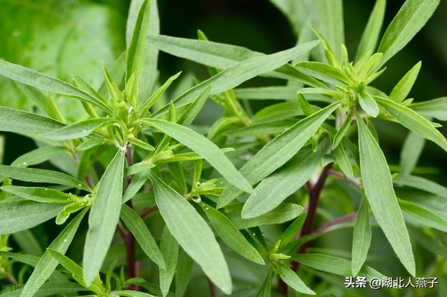 菜图片大全大图，饭店菜谱大全带图片（这43种时令野菜大量生长出来）