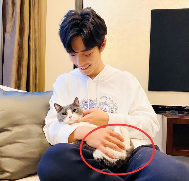 曼赤肯猫多少钱一只，曼赤肯猫多少钱一只幼崽（养了才知道“真香”）