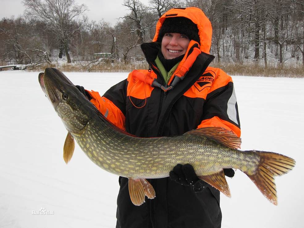 疑似"鳄雀鳝"的狗鱼,到底是什么物种?