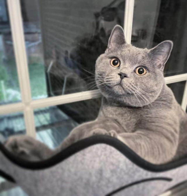 蓝猫是英短还是美短，美短（为什么“蓝猫”越来越多人养）