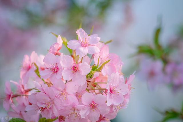 描写春的句子，描写春天的句子 短句（描写春暖花开唯美简短文案）