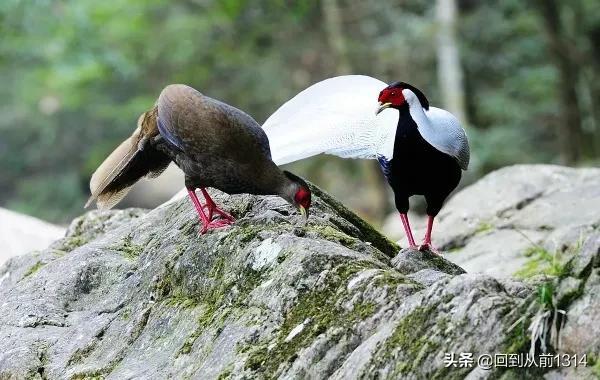 白娴鸟（白娴鸟图片，白娴鸟怎样的养殖（白鹇鸟唯美图片）