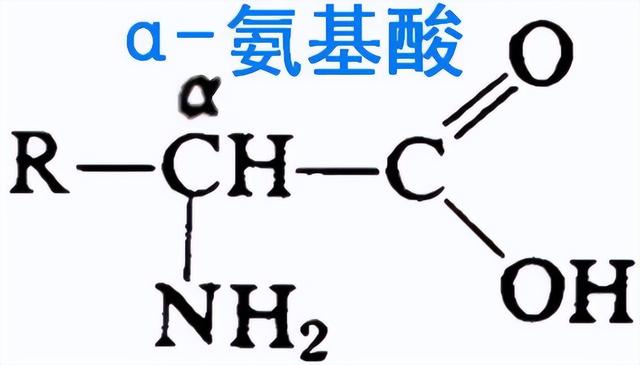 生物活性物质（生物活性肽一）