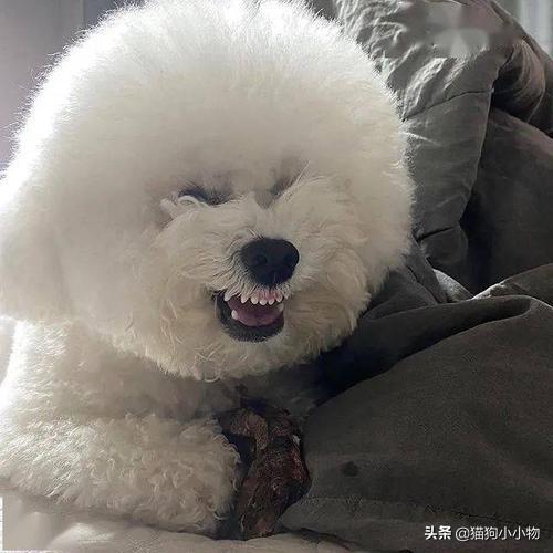 纯种比熊犬的性格特征，你家的“比熊”纯不纯