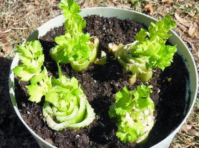 空心菜叶子能吃吗，空心菜的叶子不能吃（5种“青菜根”）