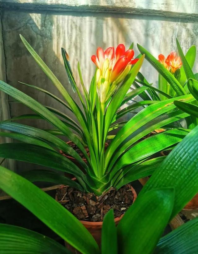 君子兰的花期是什么时候，君子兰花的花期（交替使用2种“水”）