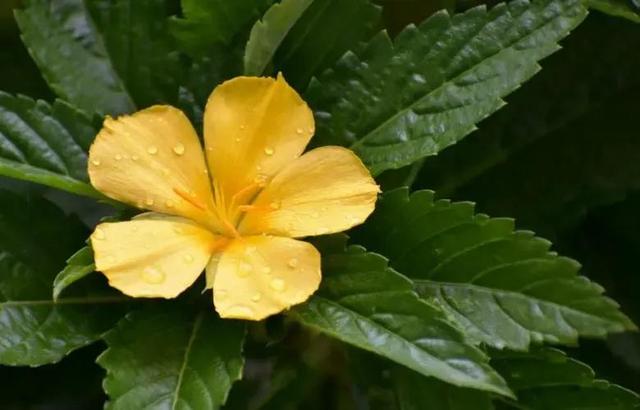 鲜花花语大全，鲜花花语大全ppt（100种花的花语）