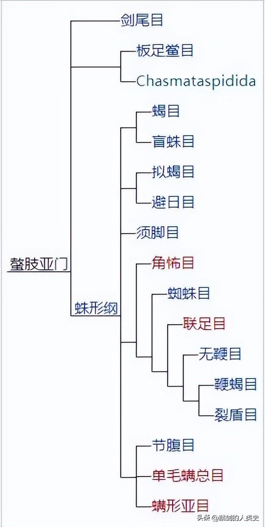 昆虫纲的动物种类，螯肢亚门—蛛形纲<蜘蛛纲>