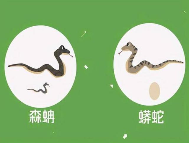 蛇是脊椎动物吗，蛇属于脊椎动物吗（为何我们很少看到蛇的尸体）