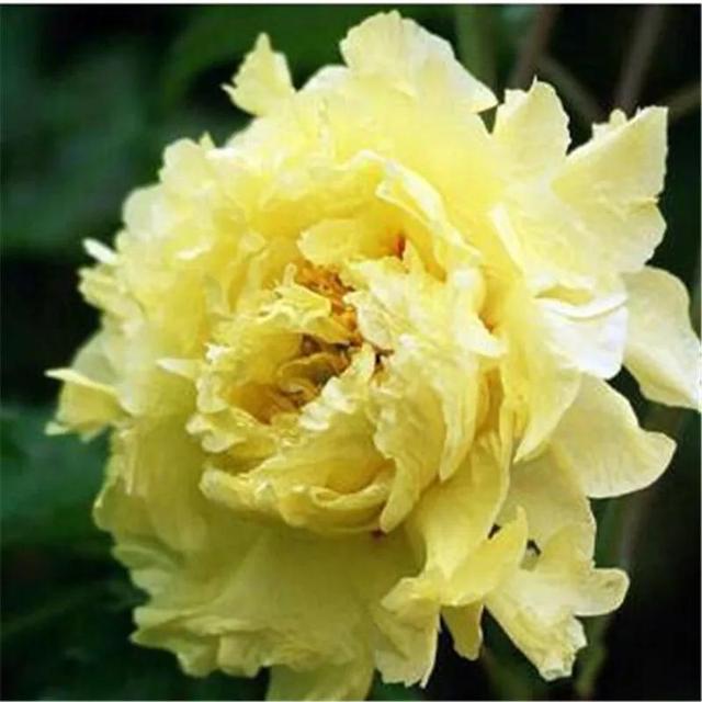 牡丹有哪些品种，牡丹有哪些品种(要名称)（精美绝伦的牡丹花十大品种图片欣赏）