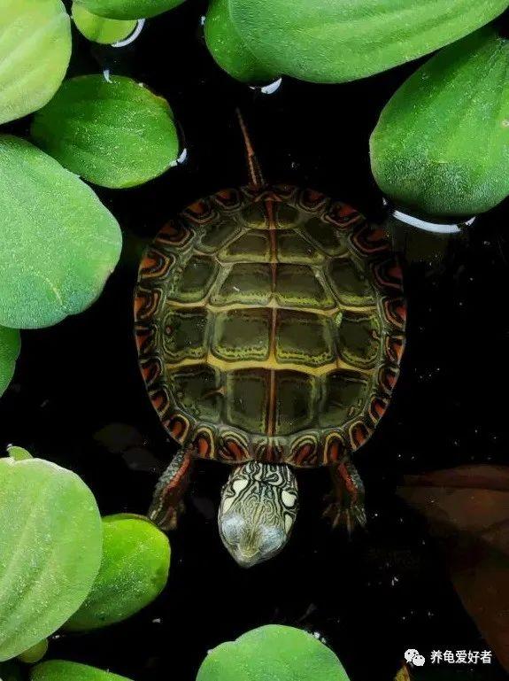 小型宠物狗品种，家养小型宠物狗养什么品种好（这几种小型龟类）