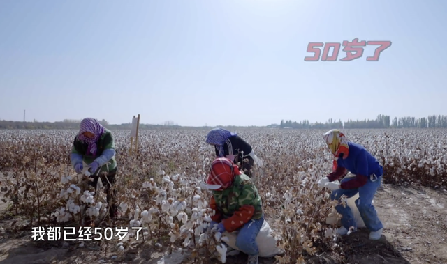 新疆摘棉花是什么梗，张智霖戴头巾摘棉花被阿姨误认为20多岁