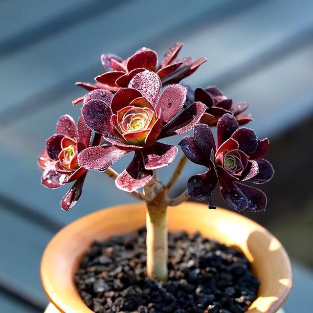 多肉花怎么养，多肉花怎么养才能爆盆（冬天夏天都很美）