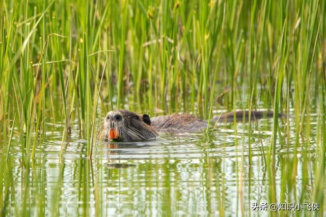 世界上最大的老鼠，世界上最大的老鼠是多少米（上海多地出现“巨型大老鼠”）