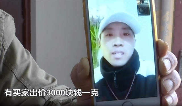 太岁肉灵芝功效有哪些，百度百科太岁肉灵芝（不是植物也不是动物的一坨“肉”）
