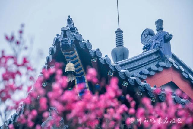 文化遗产：南京梅花山的文化，文化遗产的价值（天下第一梅山迎观赏期）