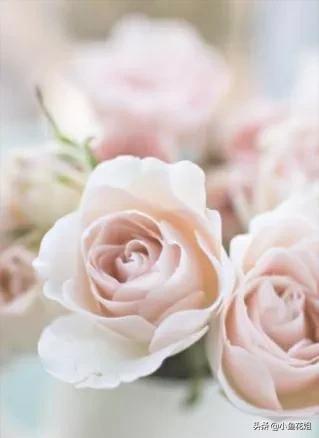 母亲节送什么花，母亲节送什么花最适合（能送给母亲的花不只是康乃馨）