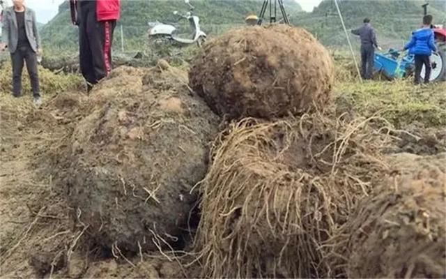 现在农村种植什么好，农村种植什么好（农村这几类种植，能亩收入过万）