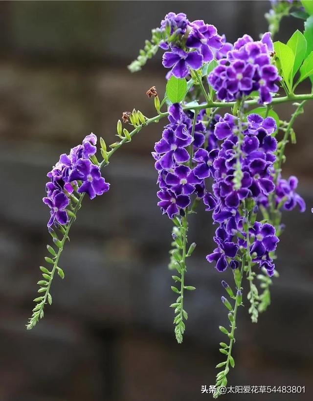 过节适合送什么花，入手6种“大吉大利花”