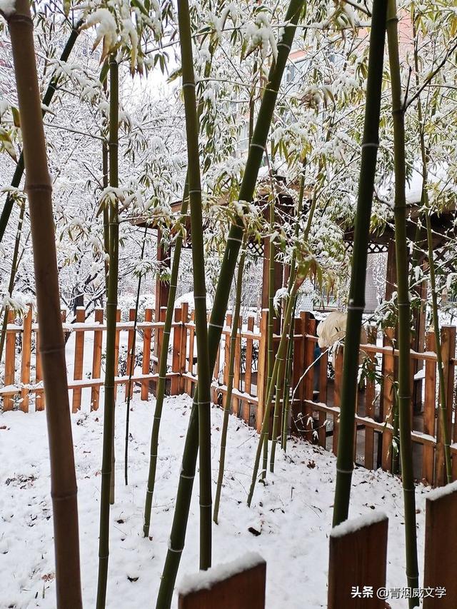 春天真美写一小段话，春天真美呀写句子（一场雪，让这里的春天真美）