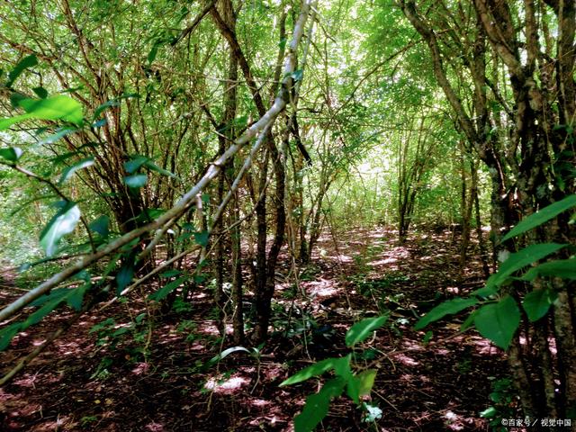 西双版纳旅游必去景点，西双版纳值得一去的景点（热带雨林与人文历史交相辉映）