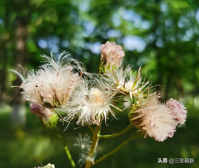 泥胡菜别名图片