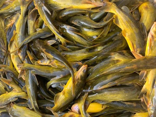 黄骨鱼养殖几个月可以卖，养黄骨鱼包回收是真的吗（源农优品水产助你解决黄颡鱼冬季养殖的问题）