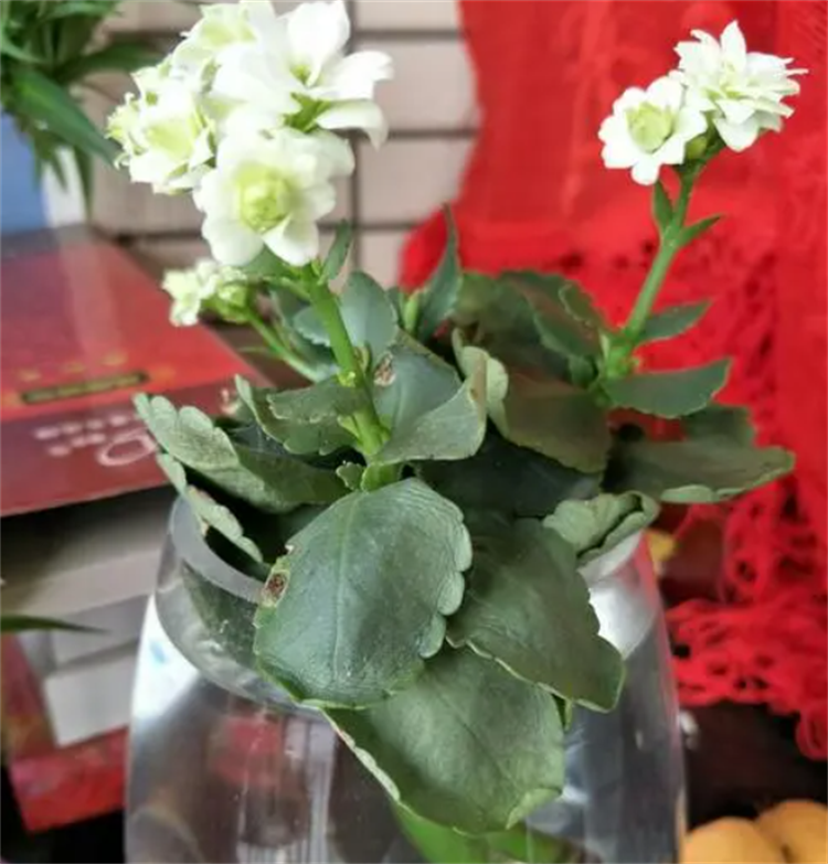 水培的长寿花会开花吗(用对了方法,根系长得更茂盛,也能正常开花)