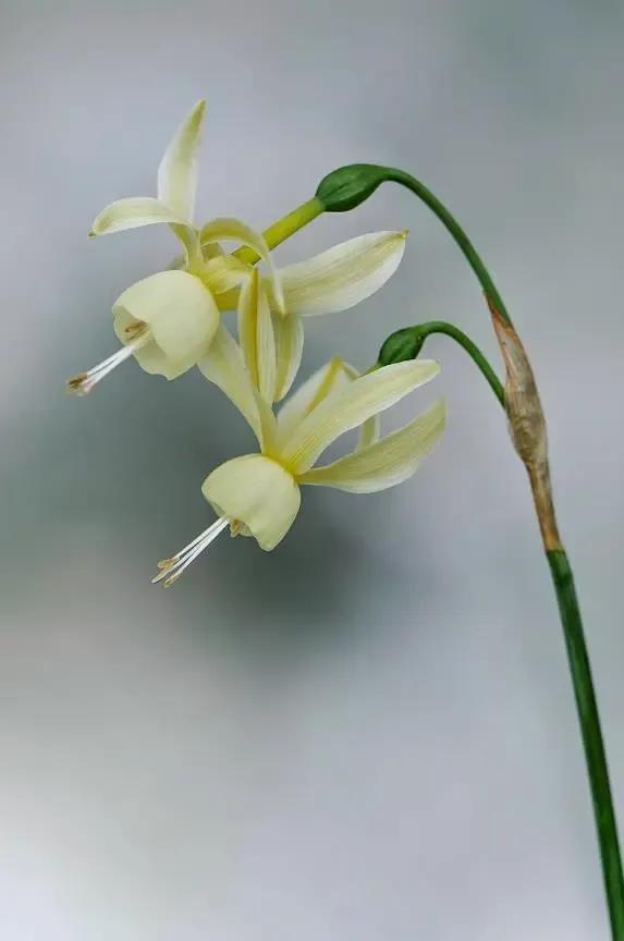 鲜花的花语和花的数目的寓意，鲜花数量的寓意（100种迷人的“数字花”）