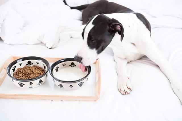 灵缇犬的智商，灵缇犬的智商相当于人类几岁（这12个“狗狗冷知识”）