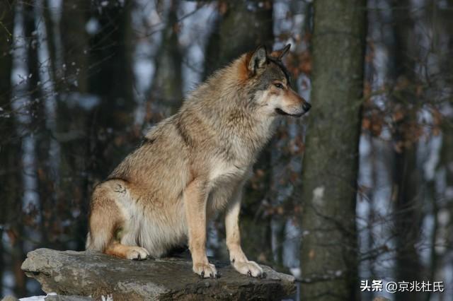 成年杜宾犬多少钱一只 杜宾犬成年以后有多长多高