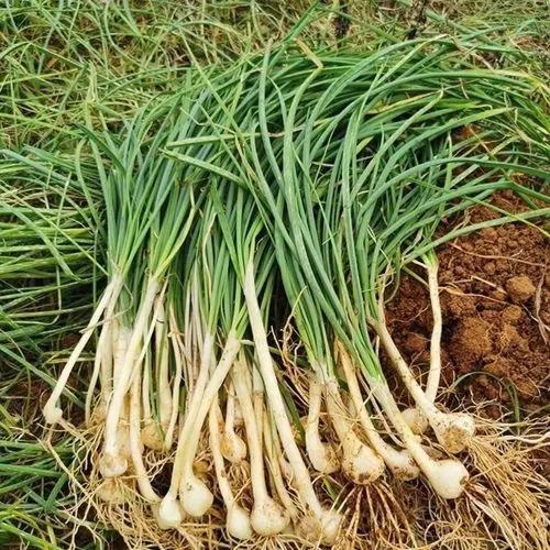 锁喉桃是什么零食，小脆桃零食是什么做的（我在头条贩卖快乐）