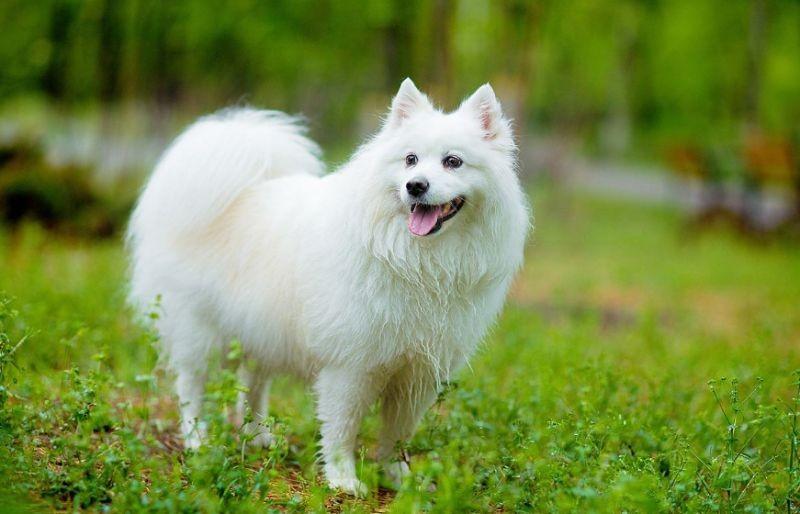 银狐犬价格多少钱一只 银狐犬在市场卖多少元