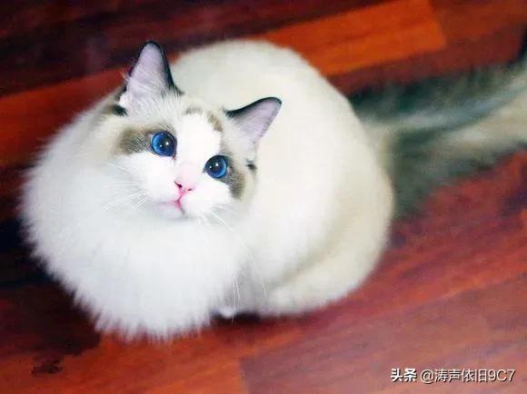 世界上最美的猫咪，世界上最美的猫咪图片（最漂亮的猫）